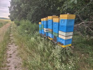Ule Skibowej Pasieki przy lesie podczas sezonu pszczelarskiego
